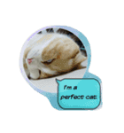 ねこのお昼寝（個別スタンプ：3）