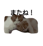 ねこのお昼寝（個別スタンプ：4）