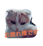 ねこのお昼寝（個別スタンプ：5）