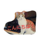 ねこのお昼寝（個別スタンプ：7）