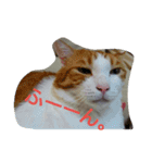 ねこのお昼寝（個別スタンプ：8）