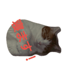 ねこのお昼寝（個別スタンプ：9）
