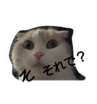 ねこのお昼寝（個別スタンプ：10）