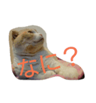 ねこのお昼寝（個別スタンプ：11）