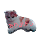 ねこのお昼寝（個別スタンプ：12）