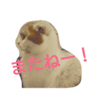 ねこのお昼寝（個別スタンプ：13）