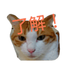 ねこのお昼寝（個別スタンプ：14）