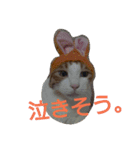 ねこのお昼寝（個別スタンプ：16）