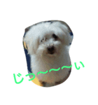 犬×犬（個別スタンプ：1）