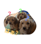 犬×犬（個別スタンプ：2）
