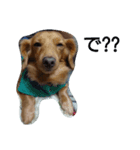 犬×犬（個別スタンプ：3）