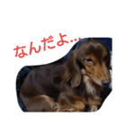 犬×犬（個別スタンプ：4）