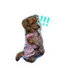 犬×犬（個別スタンプ：5）