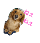犬×犬（個別スタンプ：6）