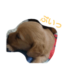 犬×犬（個別スタンプ：7）