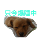 犬×犬（個別スタンプ：8）