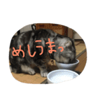tamadesu（個別スタンプ：1）