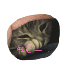 tamadesu（個別スタンプ：2）