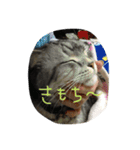 tamadesu（個別スタンプ：3）