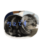 tamadesu（個別スタンプ：4）