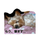 kswaii dog2（個別スタンプ：7）