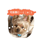 kswaii dog2（個別スタンプ：8）