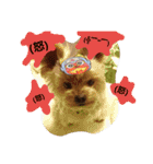 kswaii dog2（個別スタンプ：11）