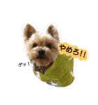 kswaii dog2（個別スタンプ：12）