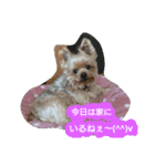 kswaii dog2（個別スタンプ：14）