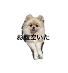 mananasan（個別スタンプ：3）
