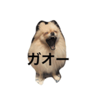 mananasan（個別スタンプ：11）
