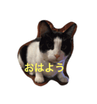 mananasan（個別スタンプ：13）