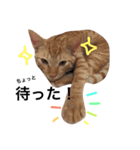 no life, no cats2！（個別スタンプ：3）
