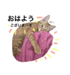 no life, no cats2！（個別スタンプ：7）