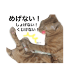 no life, no cats2！（個別スタンプ：10）