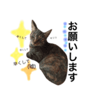 no life, no cats2！（個別スタンプ：11）