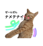 no life, no cats2！（個別スタンプ：13）