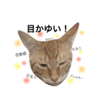 no life, no cats2！（個別スタンプ：14）