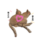 no life, no cats2！（個別スタンプ：16）