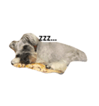 Spoiled schnauzer stamp（個別スタンプ：1）