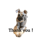 Spoiled schnauzer stamp（個別スタンプ：2）