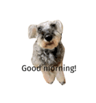 Spoiled schnauzer stamp（個別スタンプ：3）