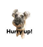 Spoiled schnauzer stamp（個別スタンプ：4）