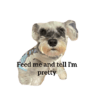 Spoiled schnauzer stamp（個別スタンプ：5）