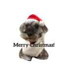 Spoiled schnauzer stamp（個別スタンプ：7）