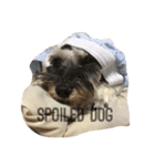 Spoiled schnauzer stamp（個別スタンプ：8）