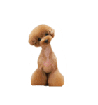 ムーンパピーズ（個別スタンプ：9）