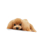ムーンパピーズ（個別スタンプ：10）