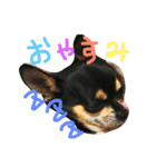 ほっぷらいふ（個別スタンプ：1）