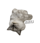 Titch Titch No.1（個別スタンプ：12）